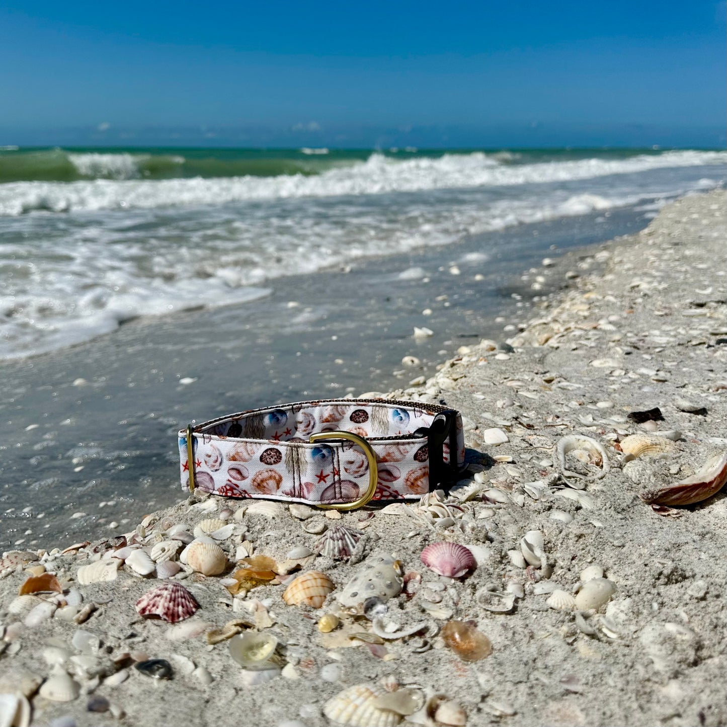 Seashells