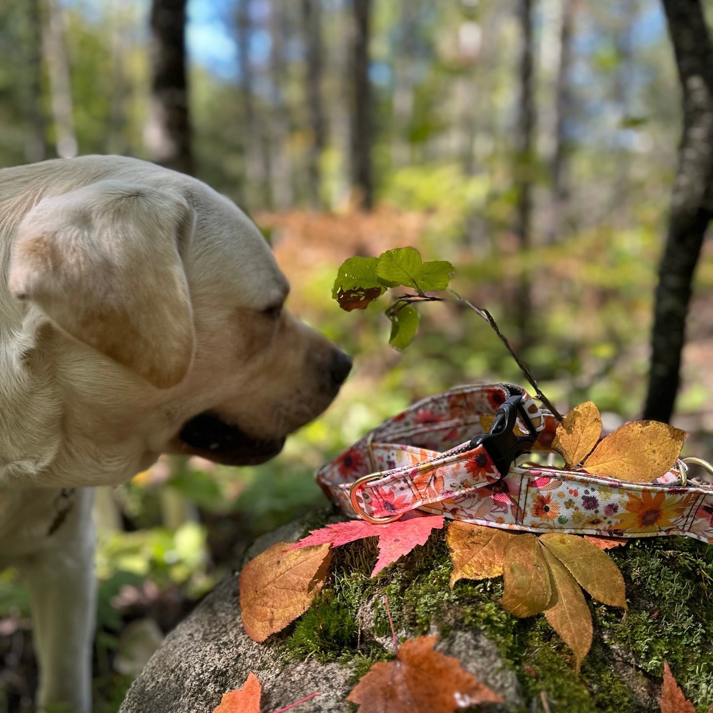 Autumn Melody