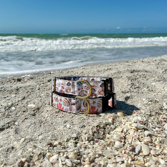 Seashells