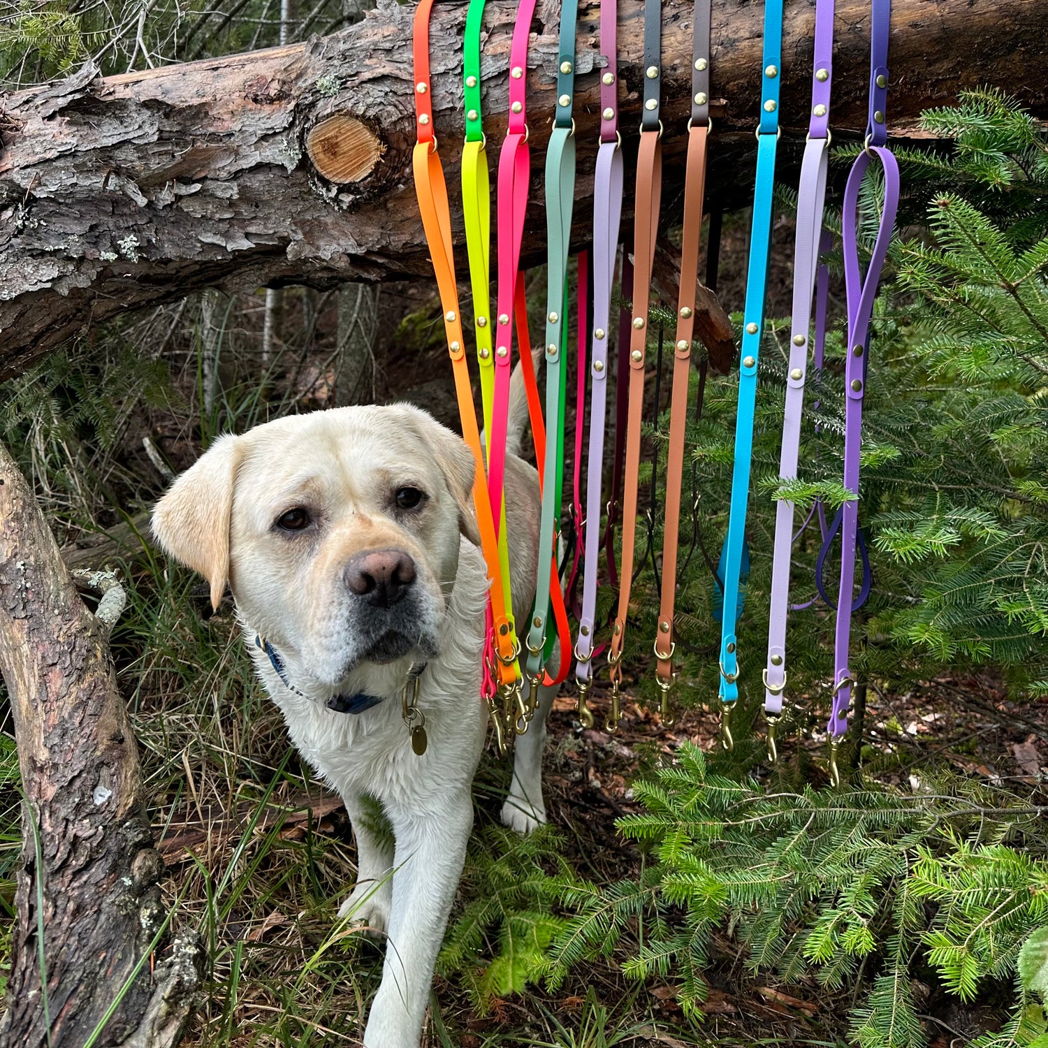 Dog standing among colorful dog leashes in a forest setting