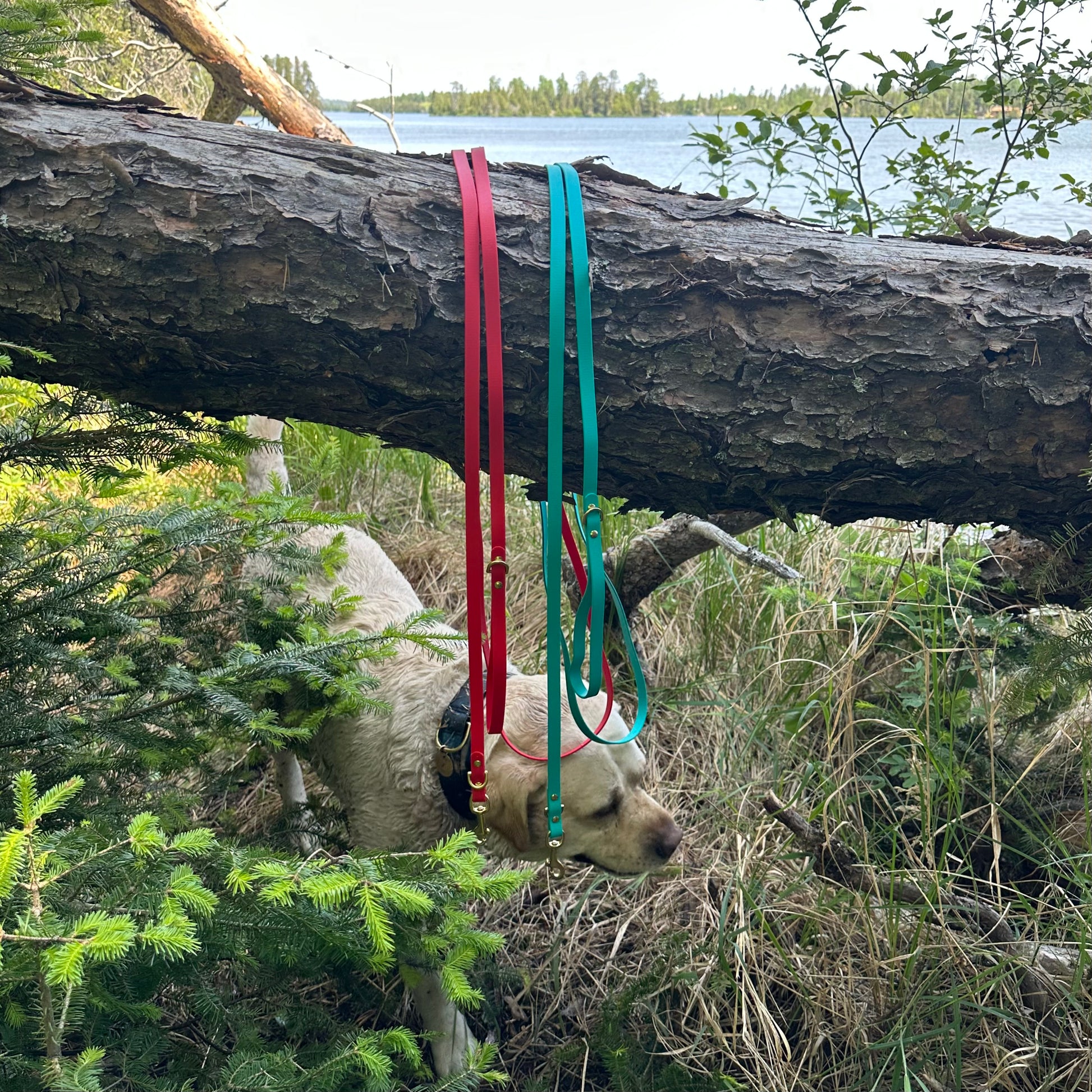 Red 10ft, Turquoise 10ft

1/2” width

Frost wearing Moonlit Mountains