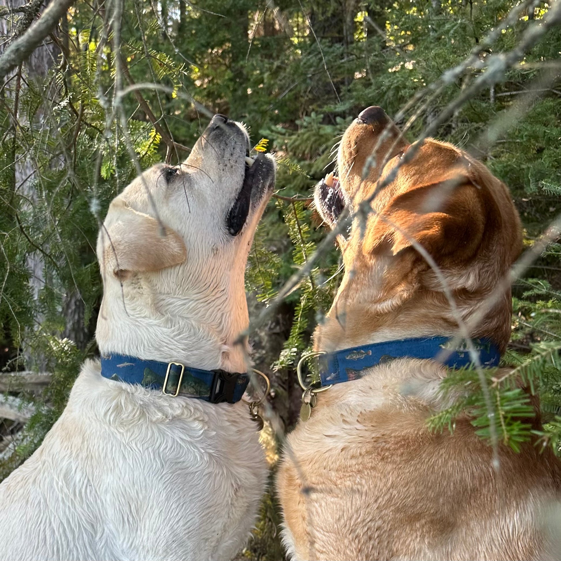 Two yellow labs with blue collars with fish on them looking at each other in a forest setting