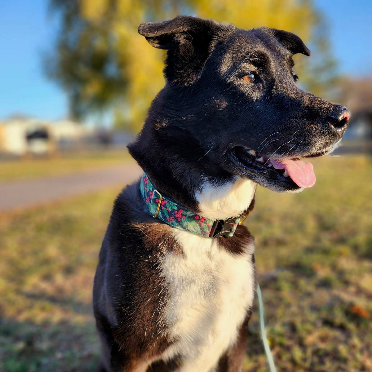 A black on a leash with a black collar that has holly berries and leaves in an outdoor setting with grass and trees.